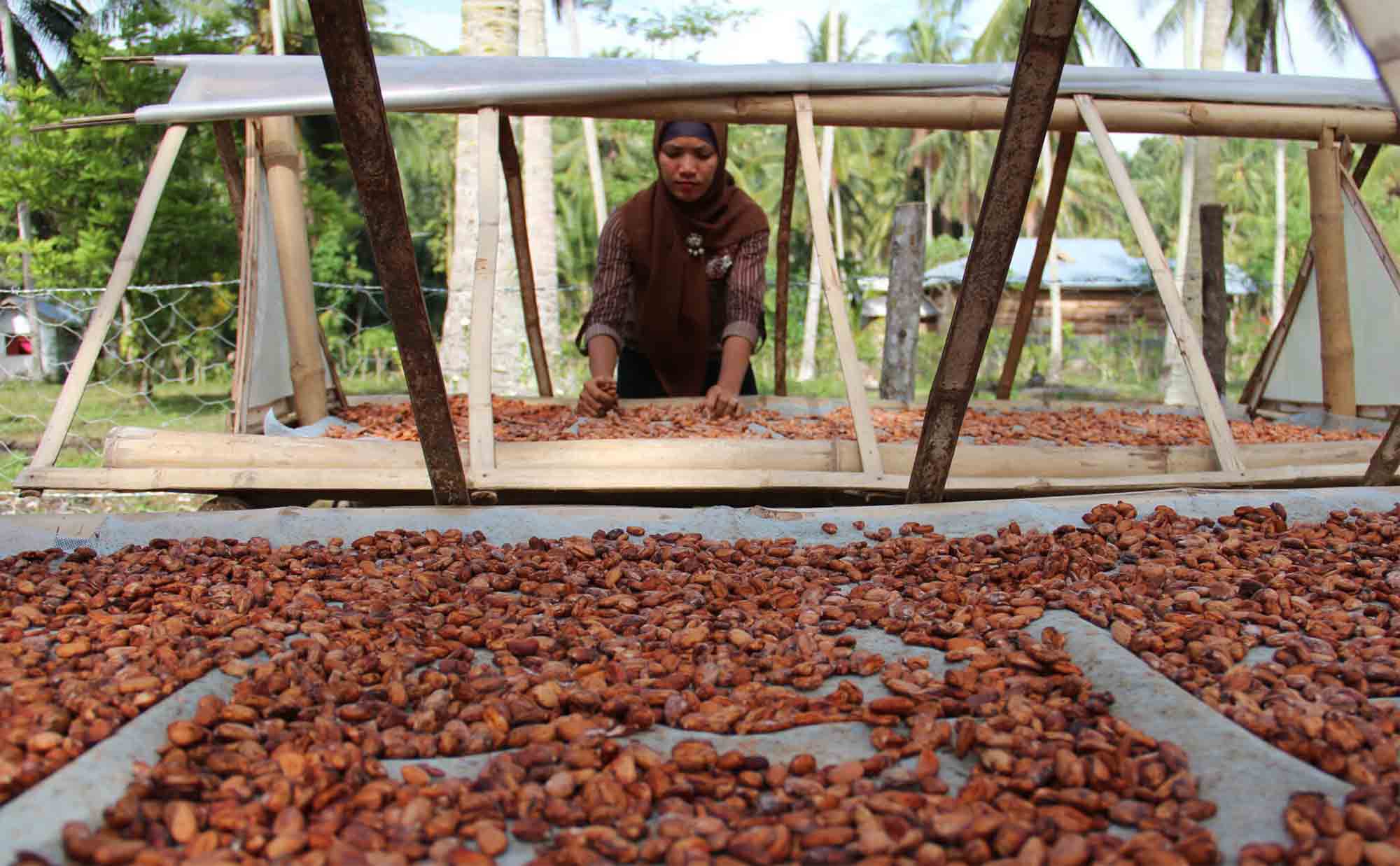 Swisscontact Improves Cocoa Farmers' Standards Through the Public-Private Development Partnership Program (PPDP) in Indonesia