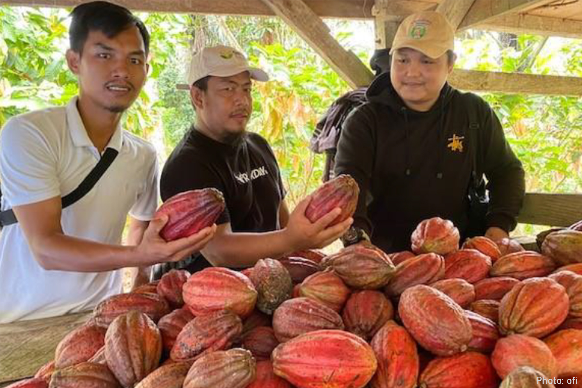 Ofi (Olam Food Ingredients) Supports the Initiation of Cocoa Tree Rejuvenation in Southeast Sulawesi through the Mondelēz Cocoa Life Program