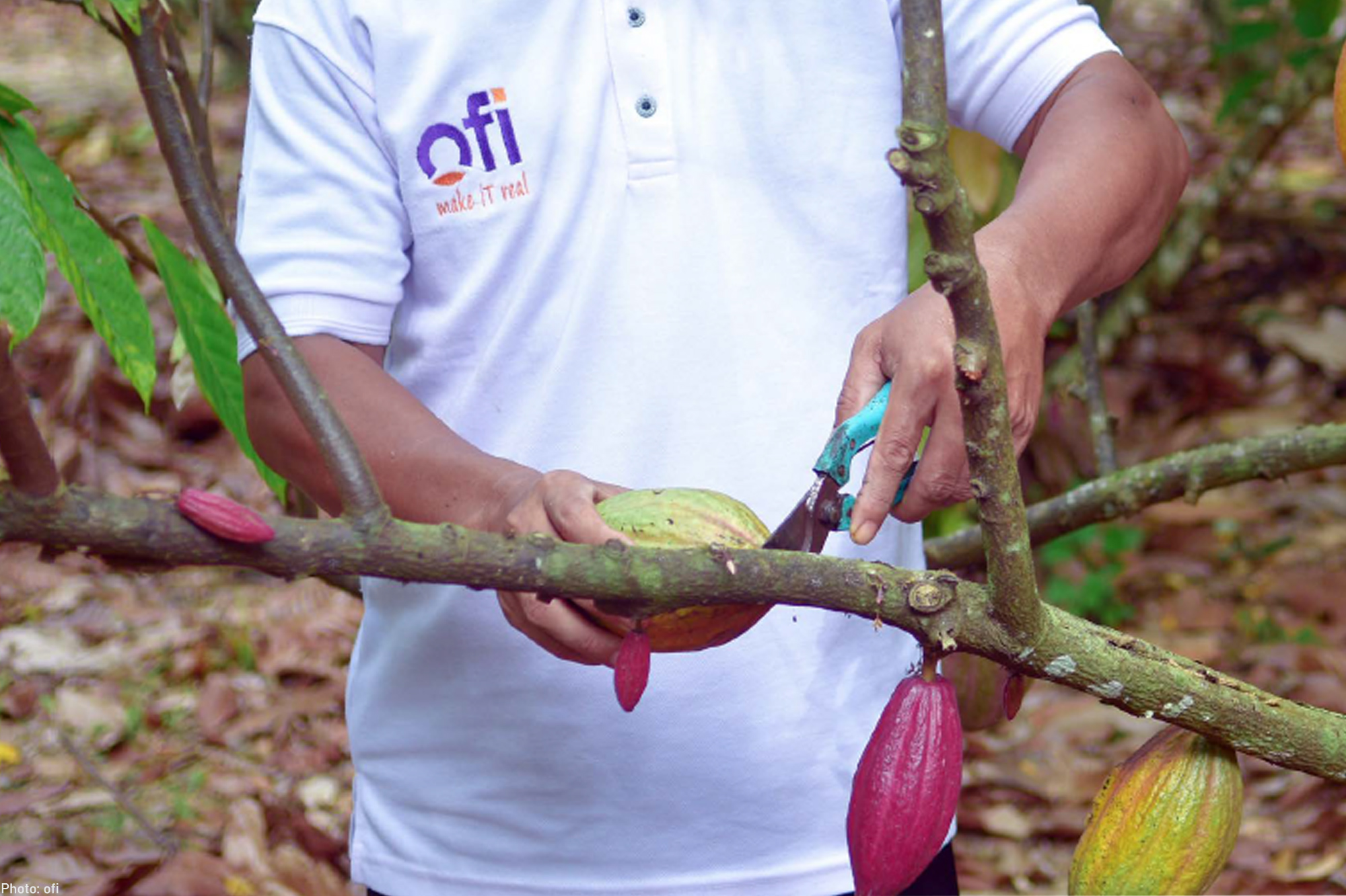 ofi Ambition to Create a Positive Cocoa Supply Chain Future through the Cocoa Compass Initiative