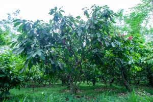 Mondelēz International and Olam Food Ingredients Announce Partnership in Indonesia to Create World’s Largest Sustainable Commercial Cocoa Farm