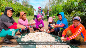Mondelēz International dan Olam Food Ingredients Mengumumkan Kemitraan Pembangunan Perkebunan Kakao Berkelanjutan Terbesar di Dunia