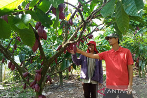 Aceh Tamiang District Government Socialization to Develop Cocoa Commodities