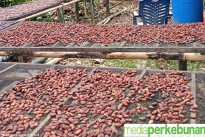 Cilacap District has Succeeded in Becoming One of the Artisan Chocolate Markets in Indonesia